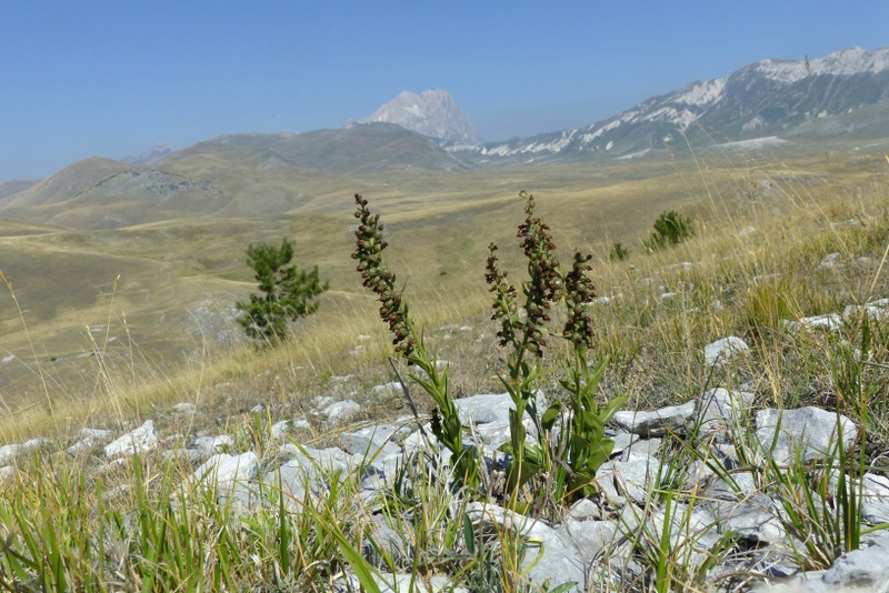 Le belle Epipactis sulle praterie di Campo Imperatore (AQ)  luglio 2025.